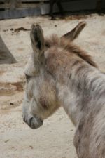 2011-05 Cyprus